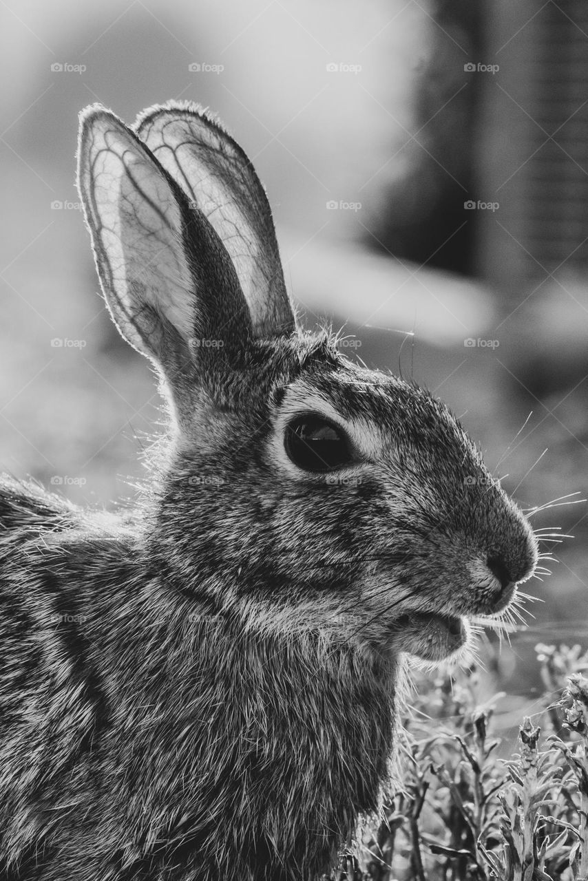 An Eastern Cottontail ready to celebrate its year, and reflect on its existence. 