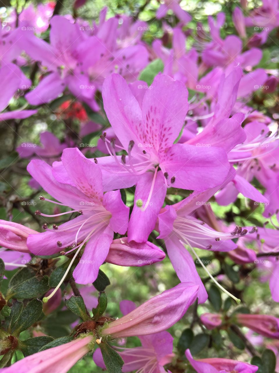 Pink azalea