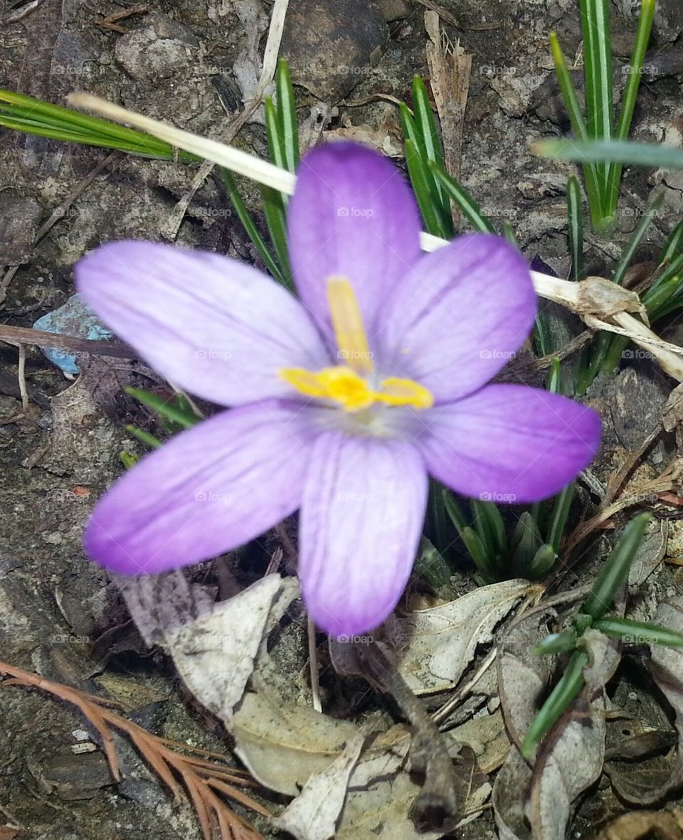 first flower of 2014