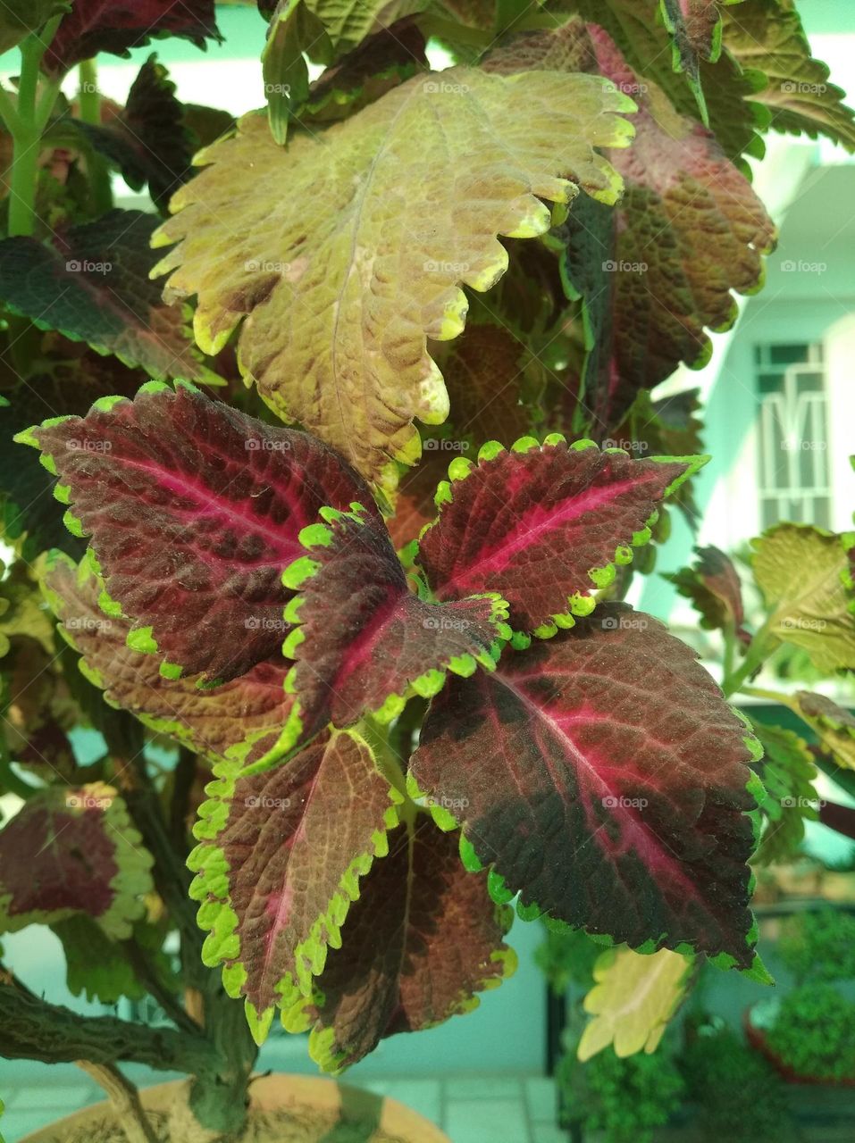 redis flower slightly different in the looks very beautiful generally found everywhere fresh seasonal