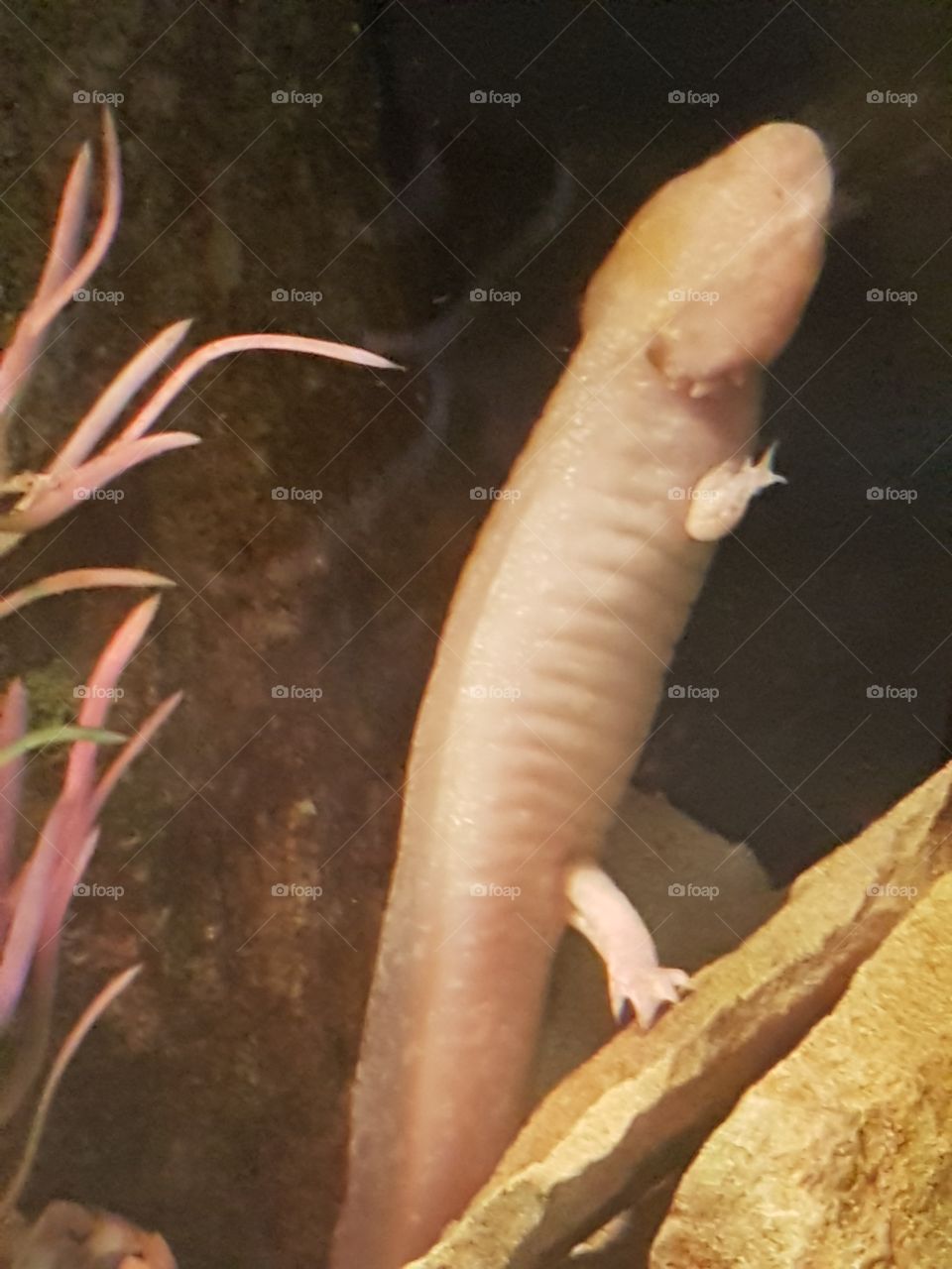 I am a newton some people call me ugly but Idc!!