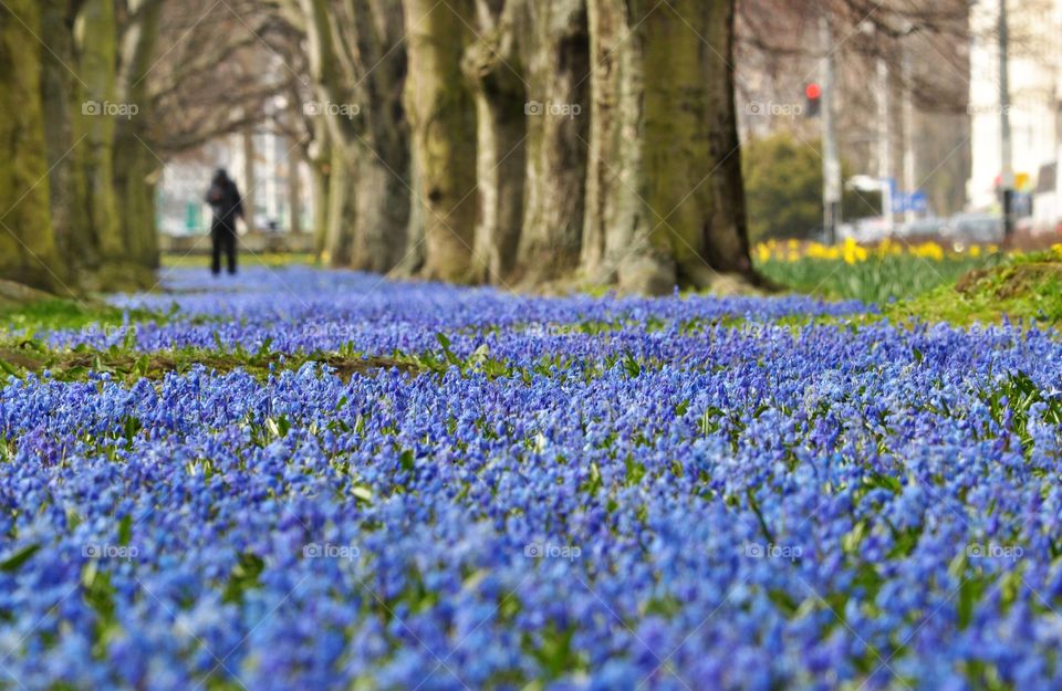 Flower, Nature, Season, Outdoors, Park