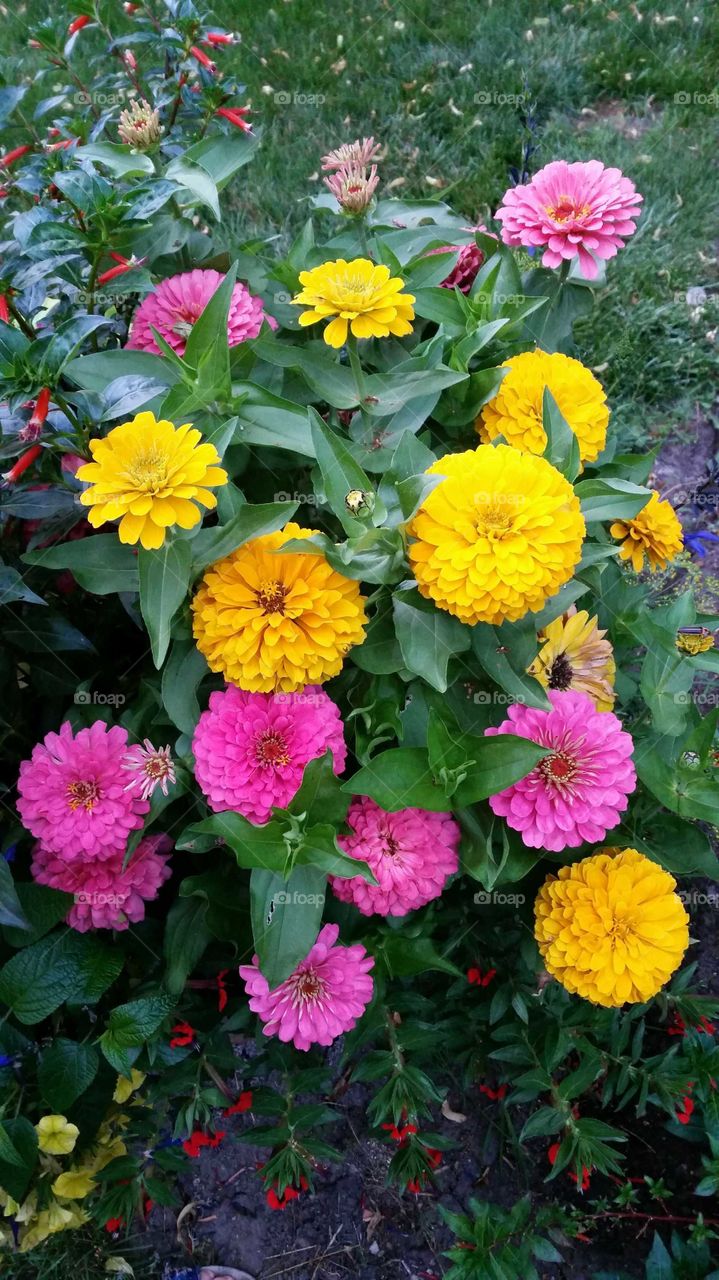 zinnia flowers