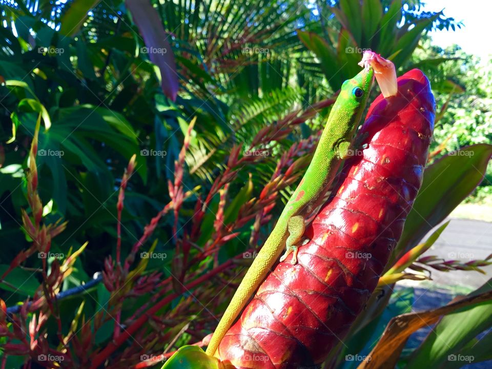 Gecko and Indian Head Ginger