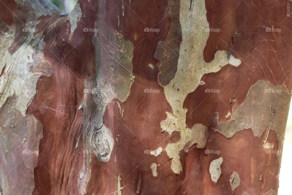 Tree bark