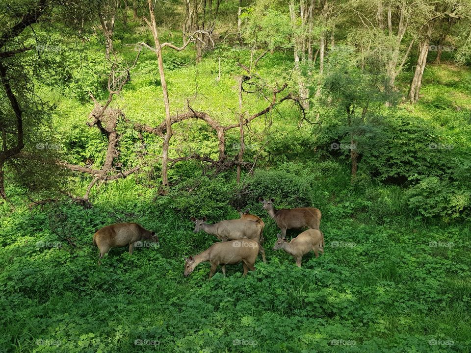animals in sariska tiger forest