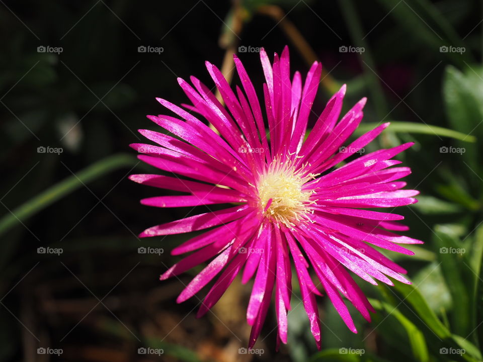 Flowers,macro, nature 