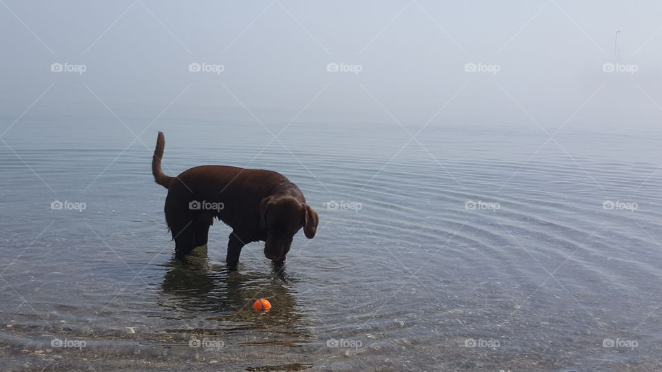 Dog playing with his ball in Lake Michigan