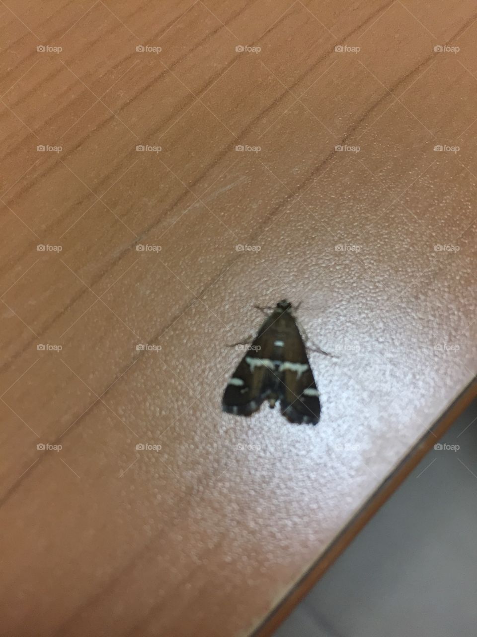 Butterfly at my office on table. 