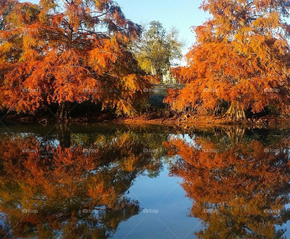 Cypress trees in fall reflection in water