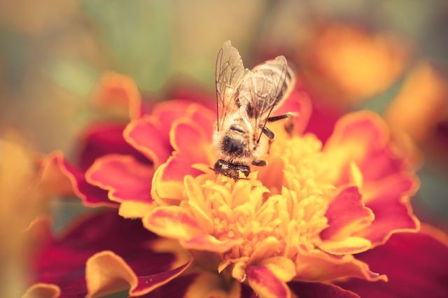 Busy bee