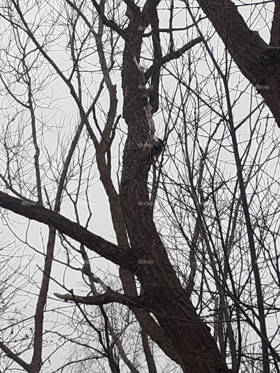 Чёрное на белом