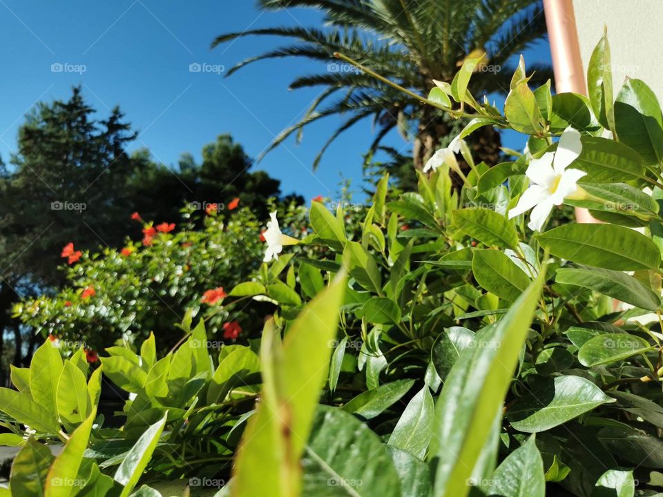 Beautiful flowers in a sunny day in Salento