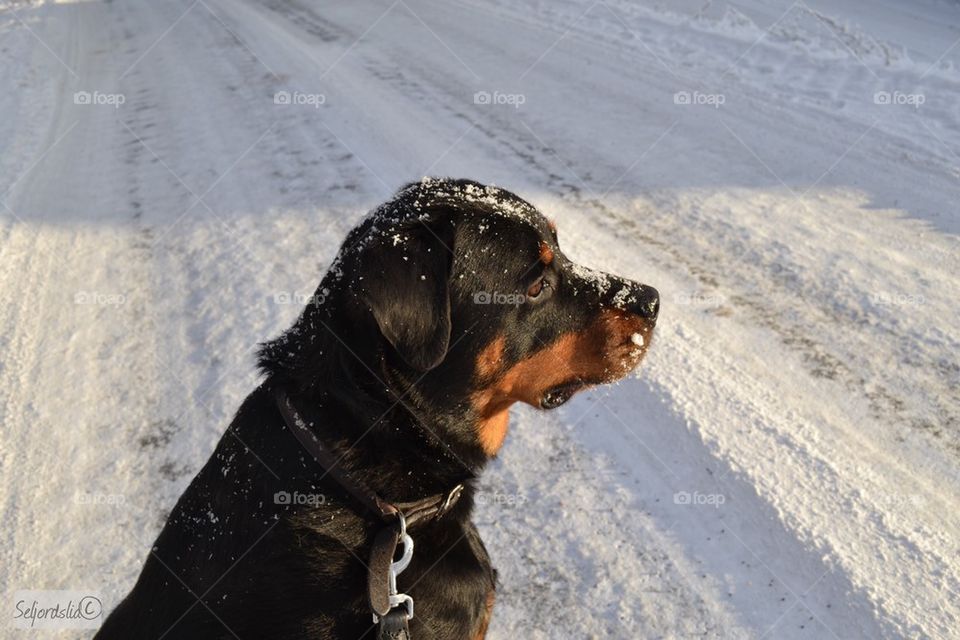 Rottweiler sitting on snowy land