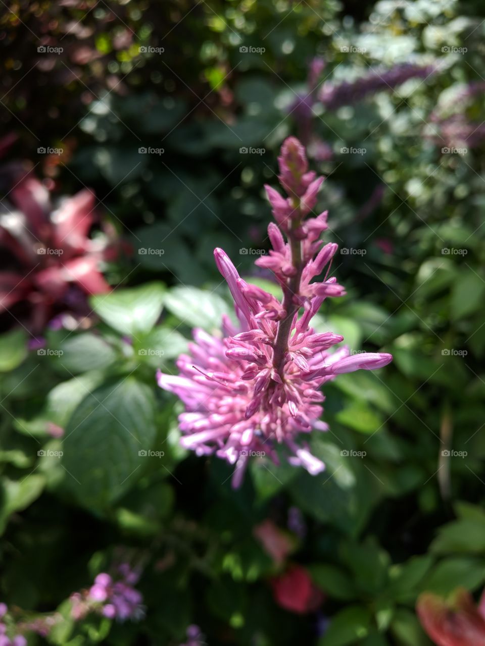 flower at Longwood gardens