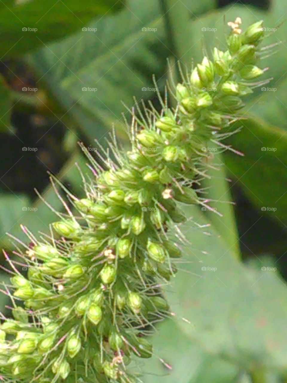 This is a very beautiful flower and very nice showing green grass flowers.