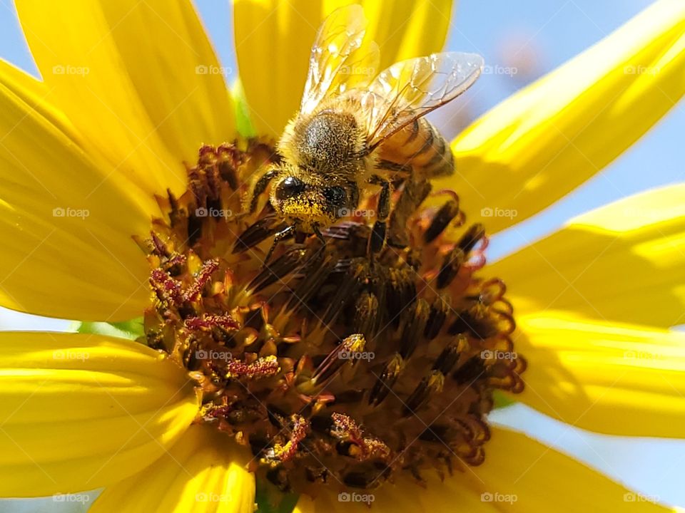 Honeybee pollinating a yellow sunflower on a beautiful sunny day