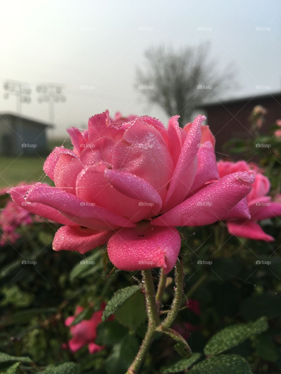 Dewy pink rose