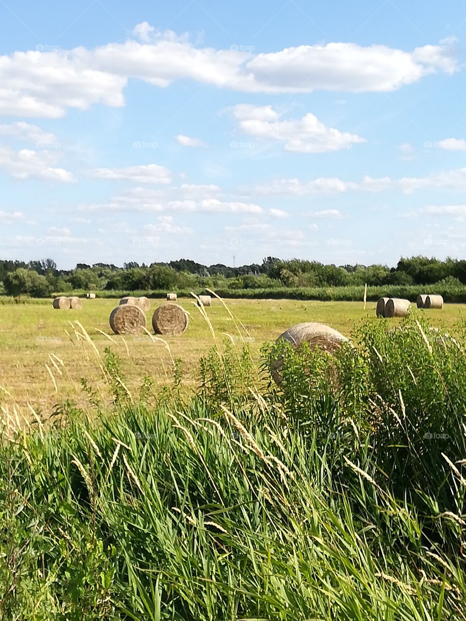 Hay field