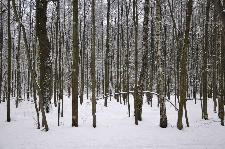 Walk through the snow-covered park