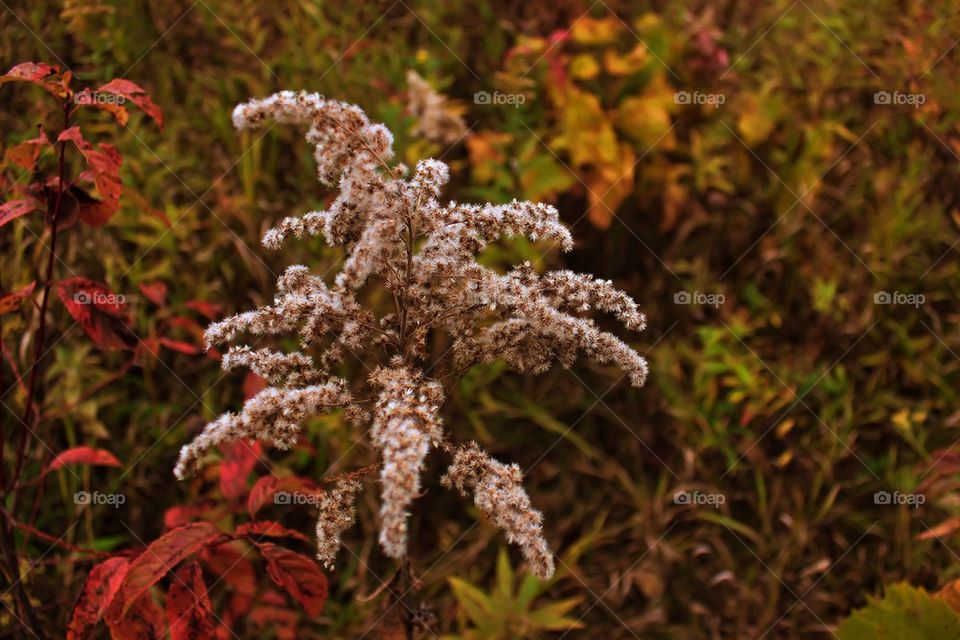 Fall Wildflower....