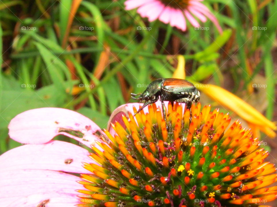japanese beetle. beetle on flower
