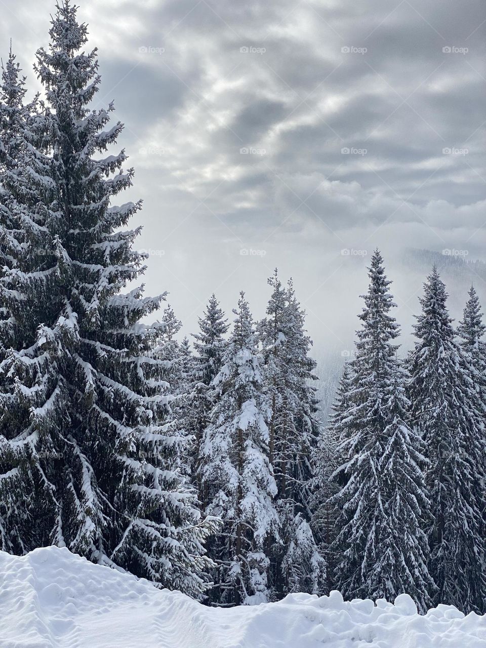 Beautiful winter view of snowy pine trees in the Rhodopi Mountain, Bulgaria