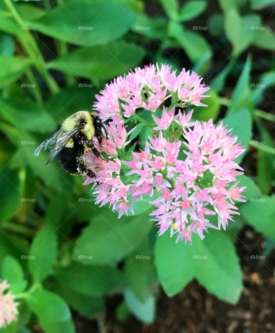 Pink Bumble Bee