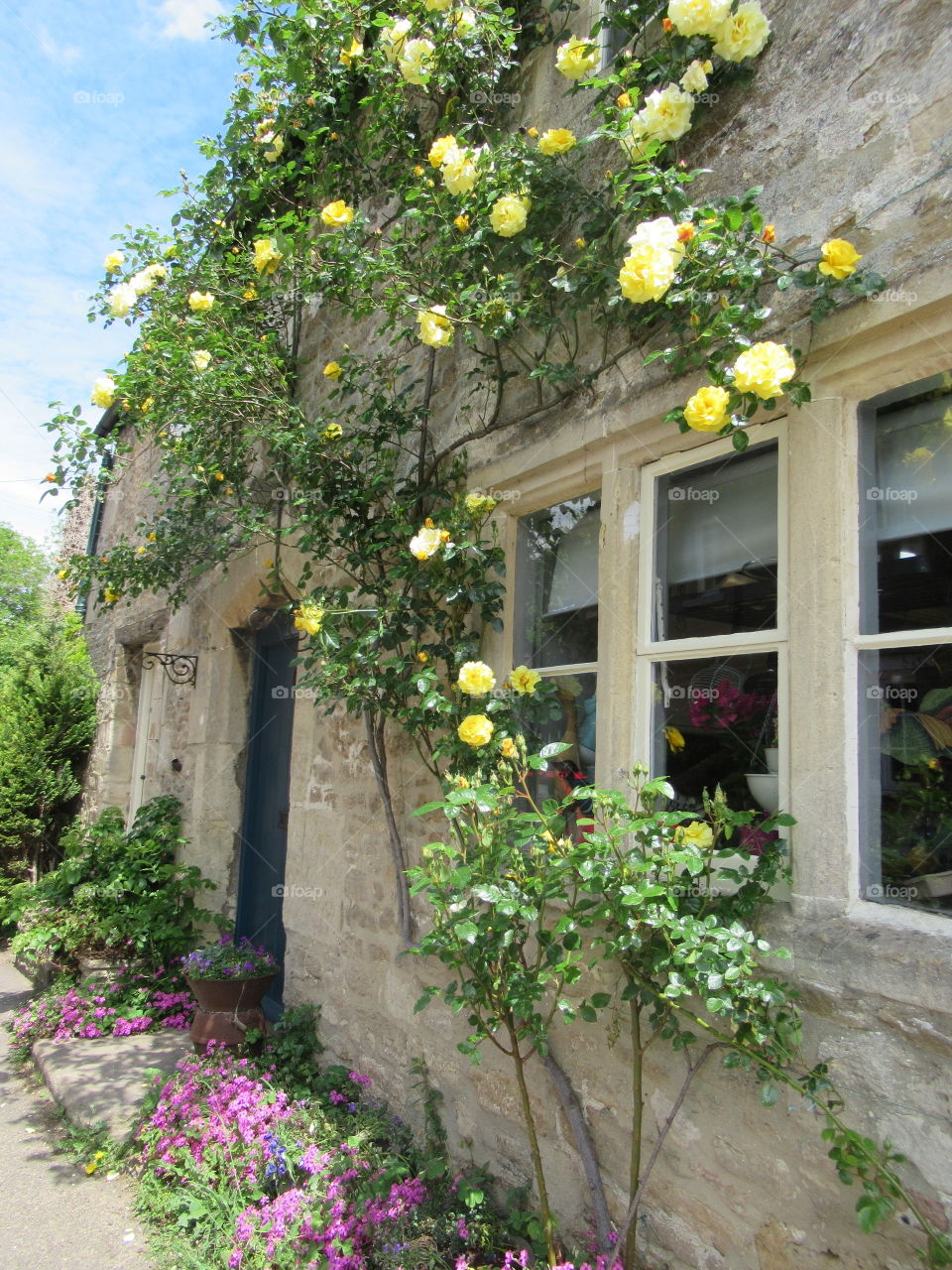 House with a bright yellow rose climbing up the wall