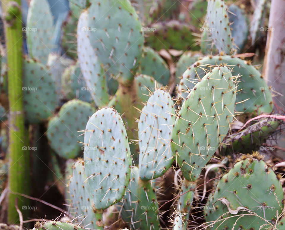 Cactus at a local park 