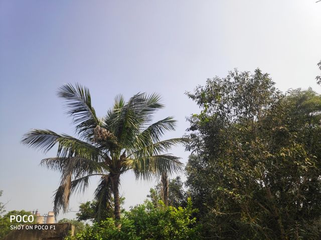 tree's