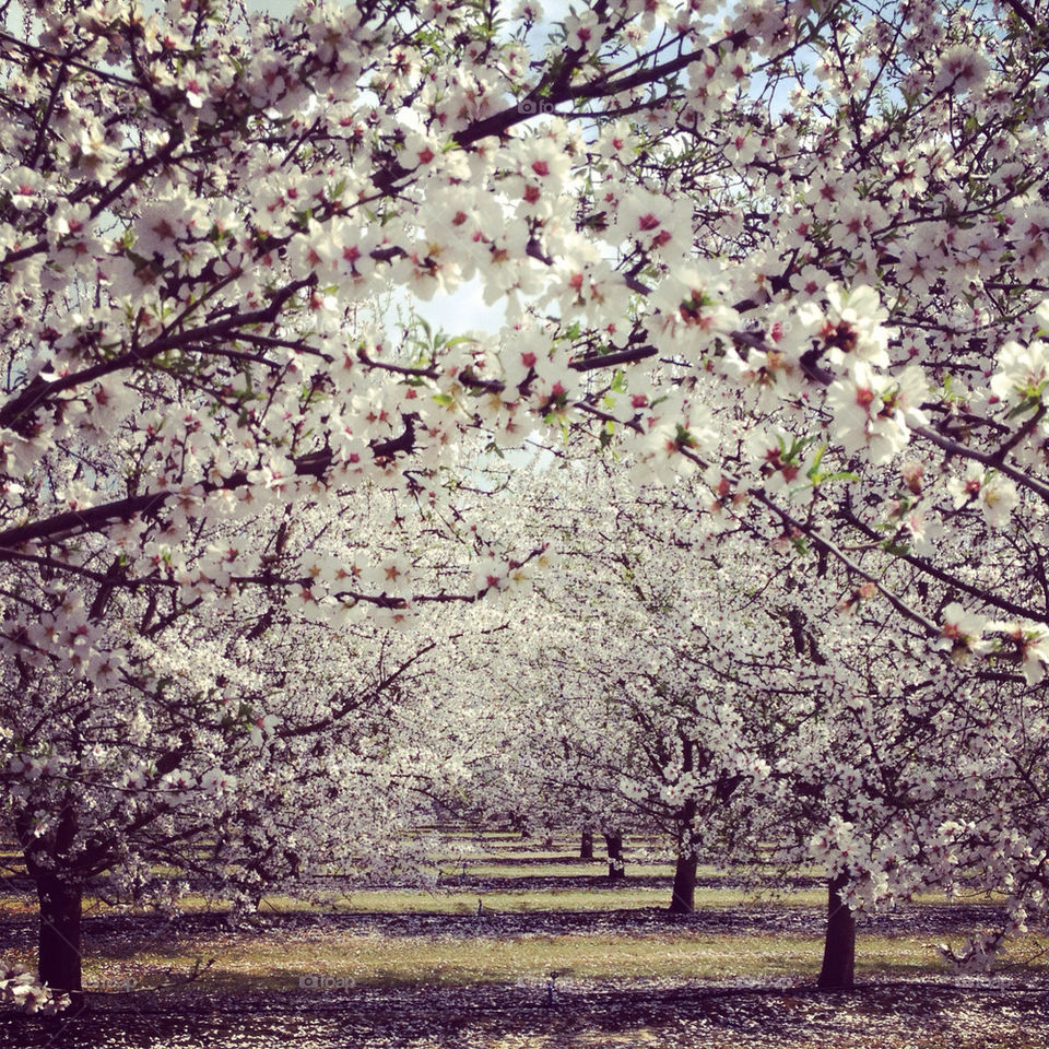 Blossom Trail ~ Fresno,CA
