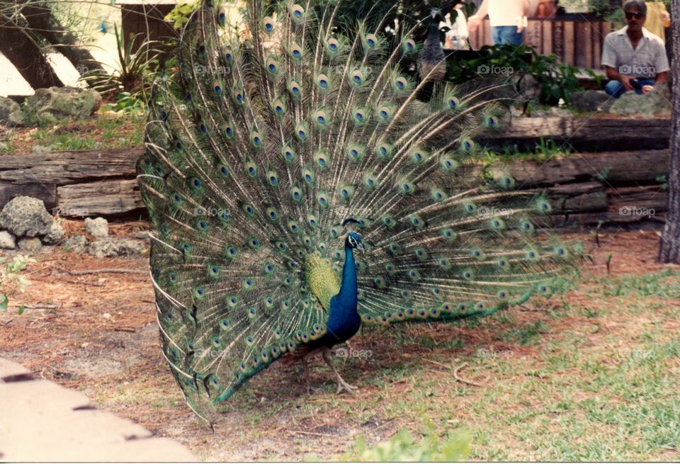 peacock. male peacock in defensive pose