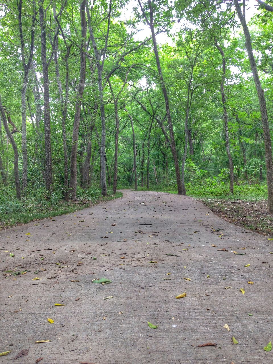 Stay on the path . Walking path at a park