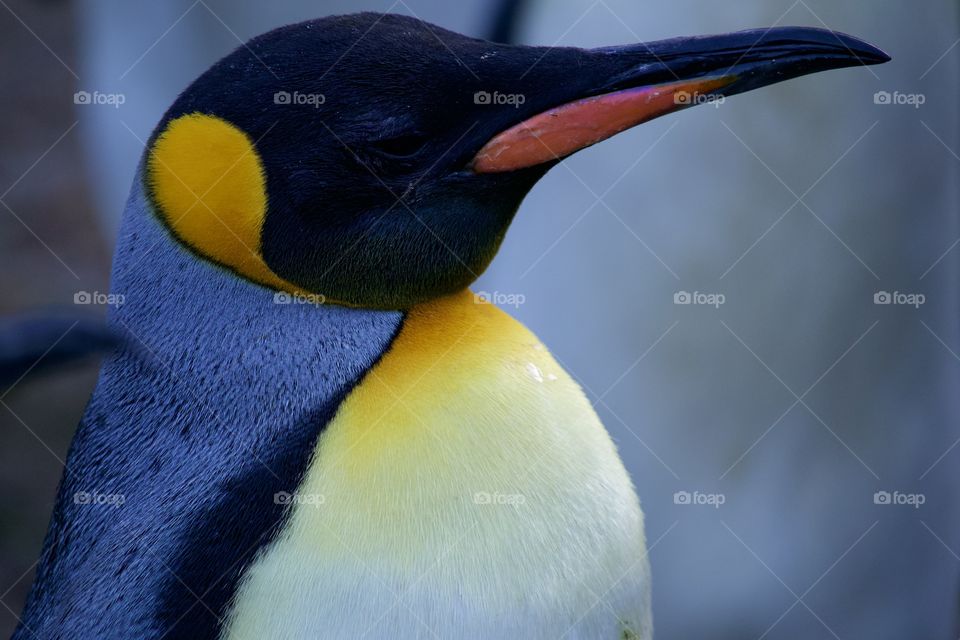 King Penguin