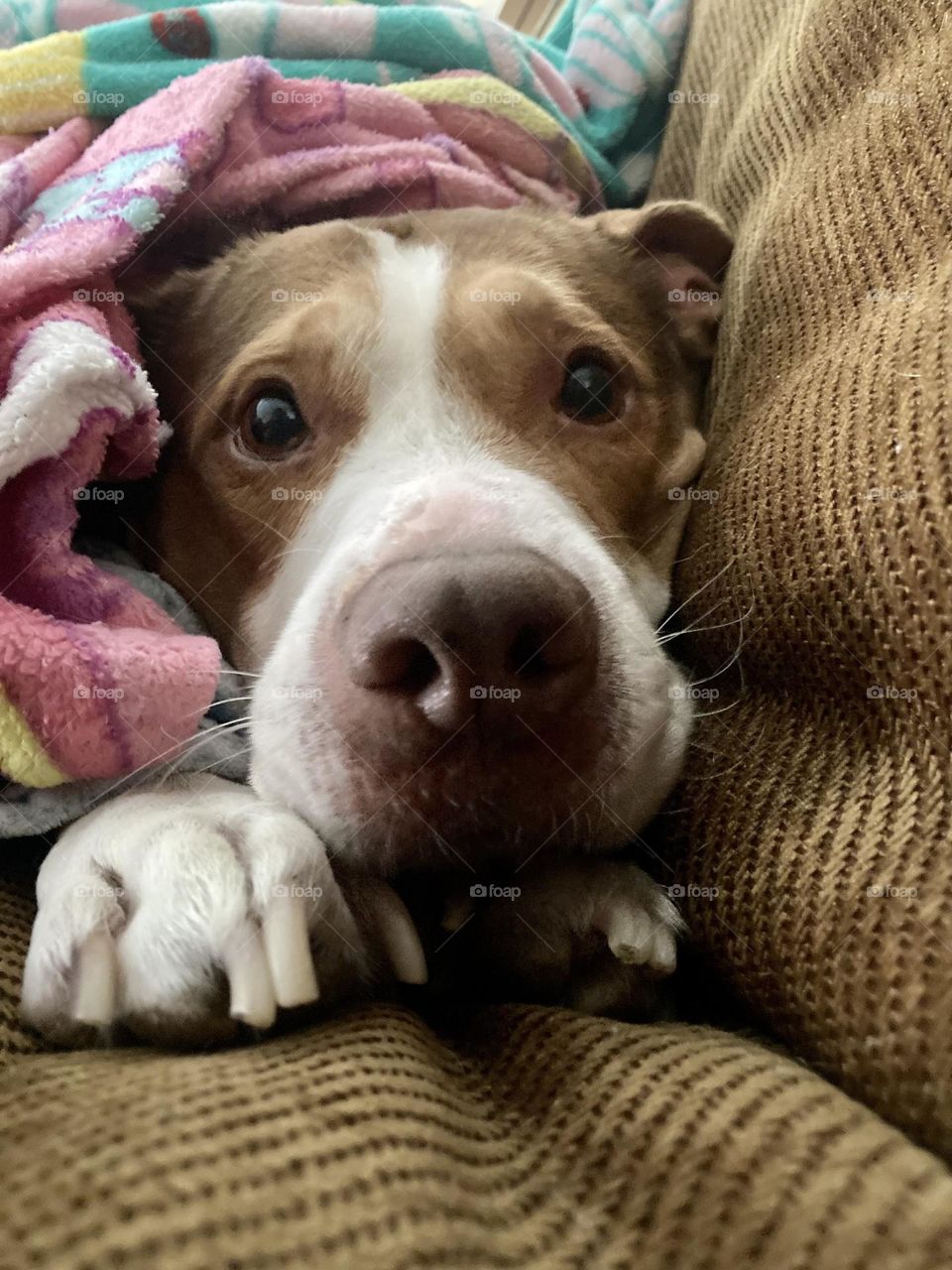 Cute dog in a blanket 