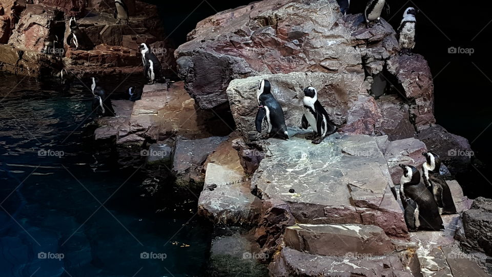 Penguins on rocks at New England Aquarium