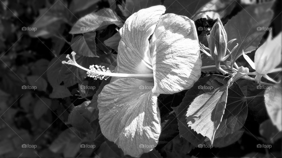 BW flower