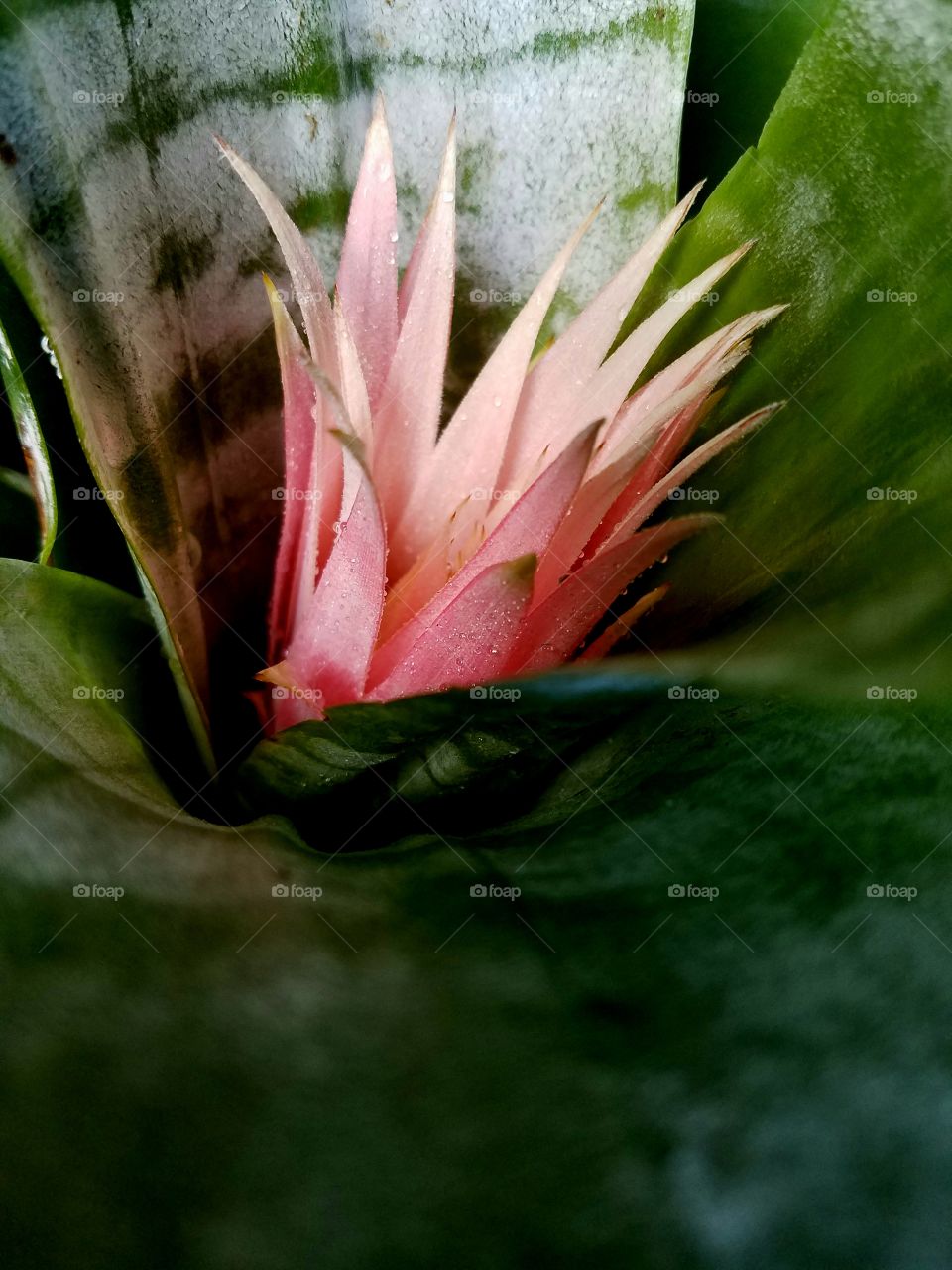 tropical flower