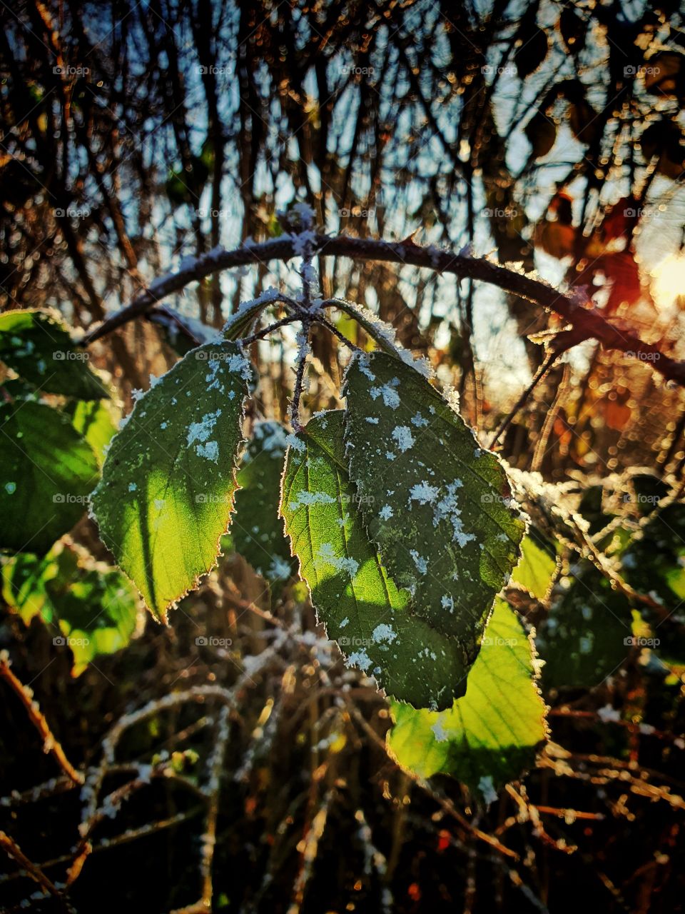 Winter Leaves with sun and ice