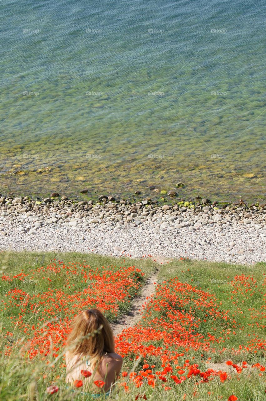  Poppy in Summer