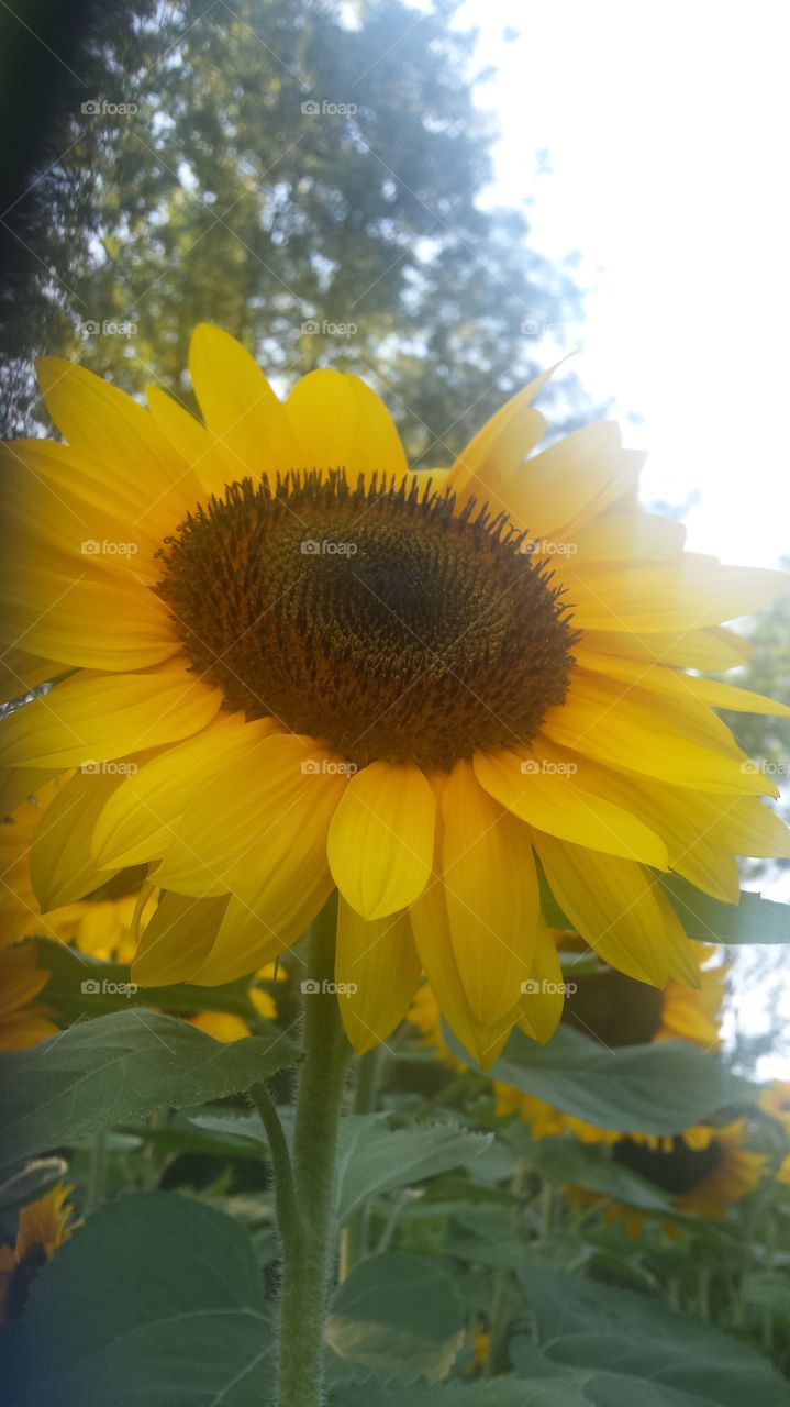 The great of Sunflower