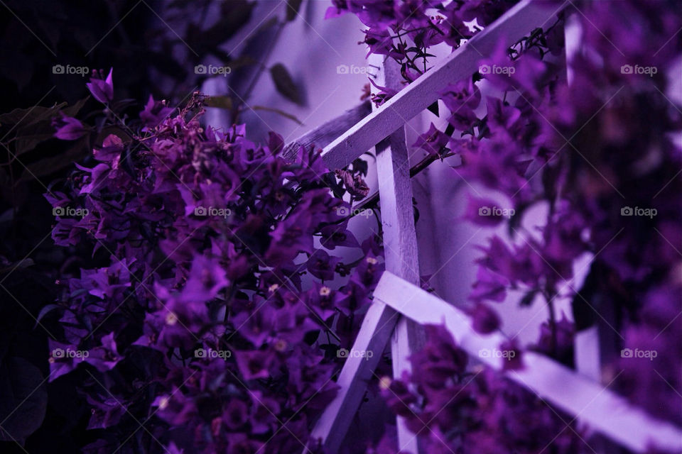 flowers plants nature flower by Sheldonsteere