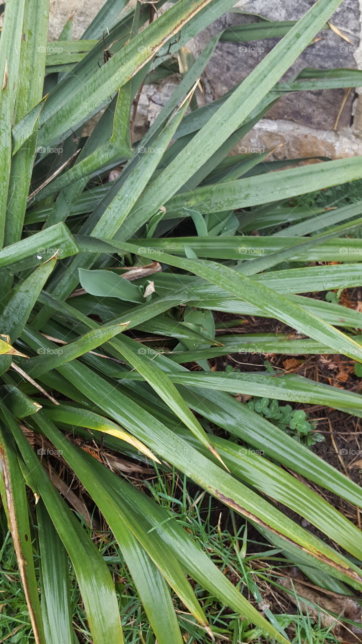 rain on plant