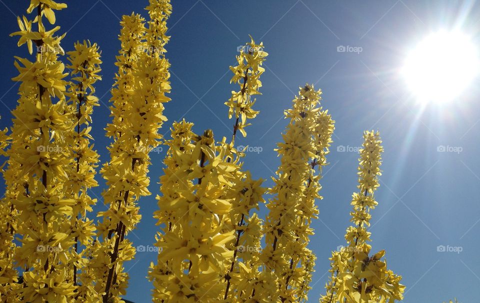 Forsythia