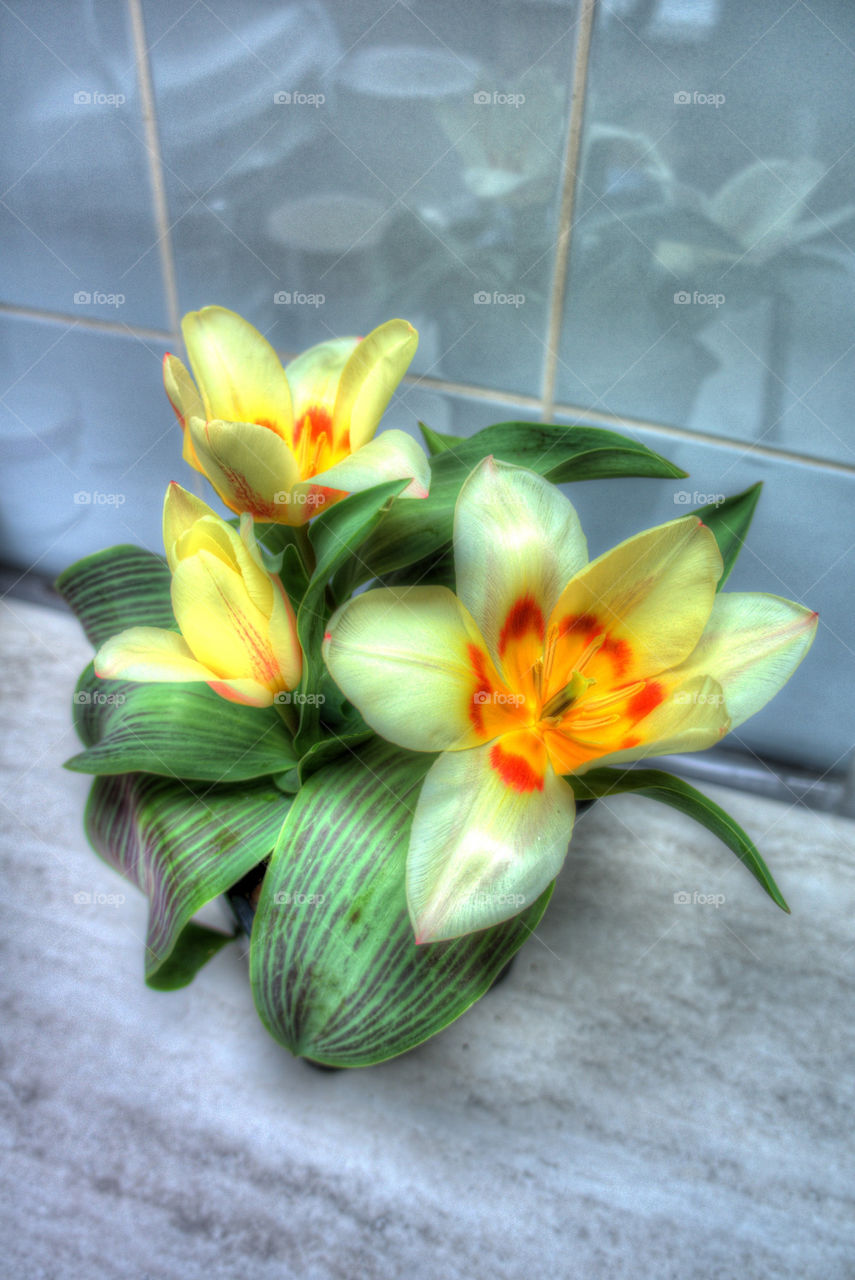Flowers in HDR
