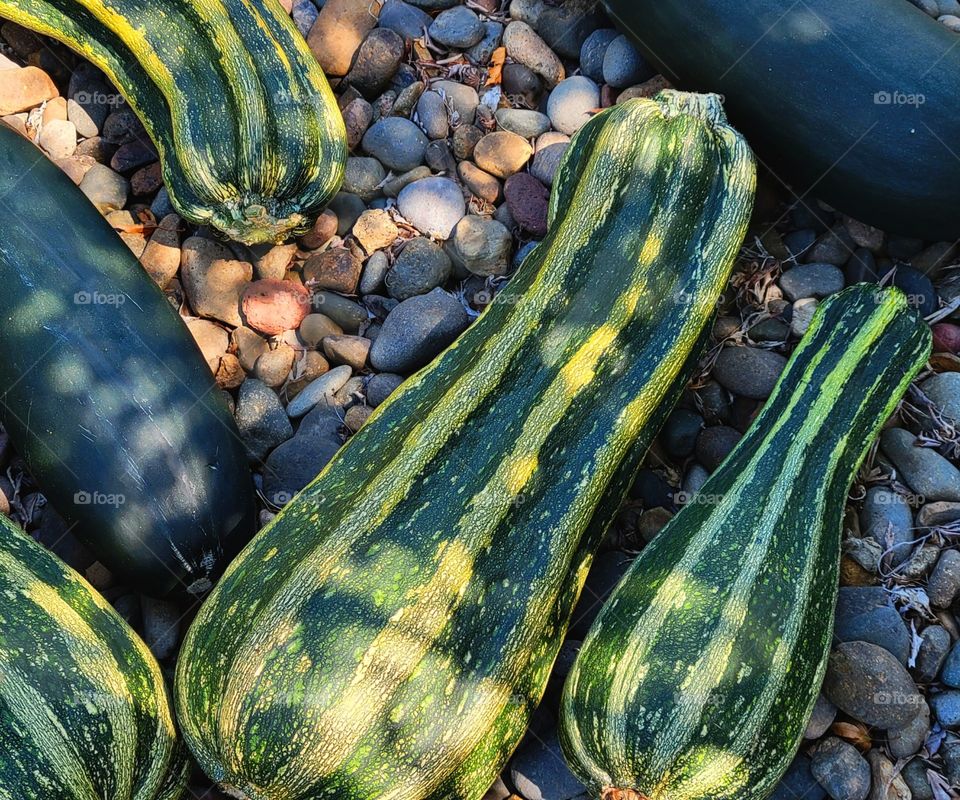 It's Garden Harvest Season