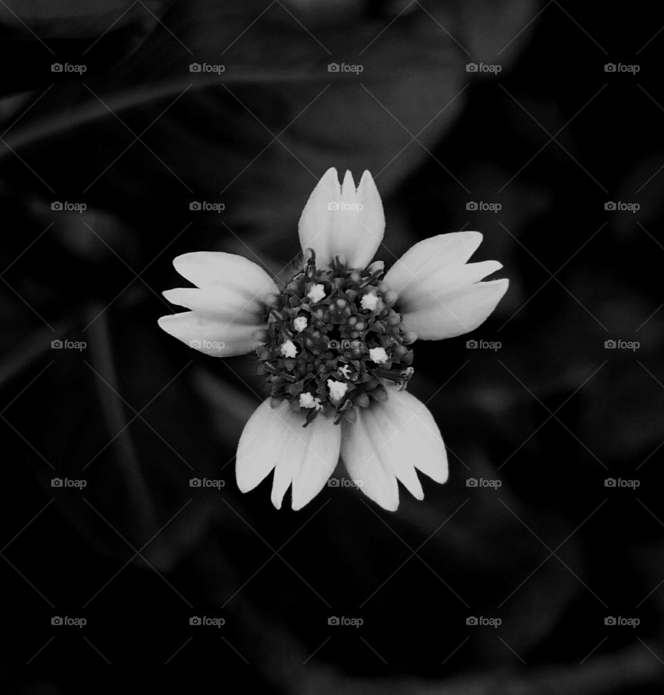 Flower in monochrome mode.