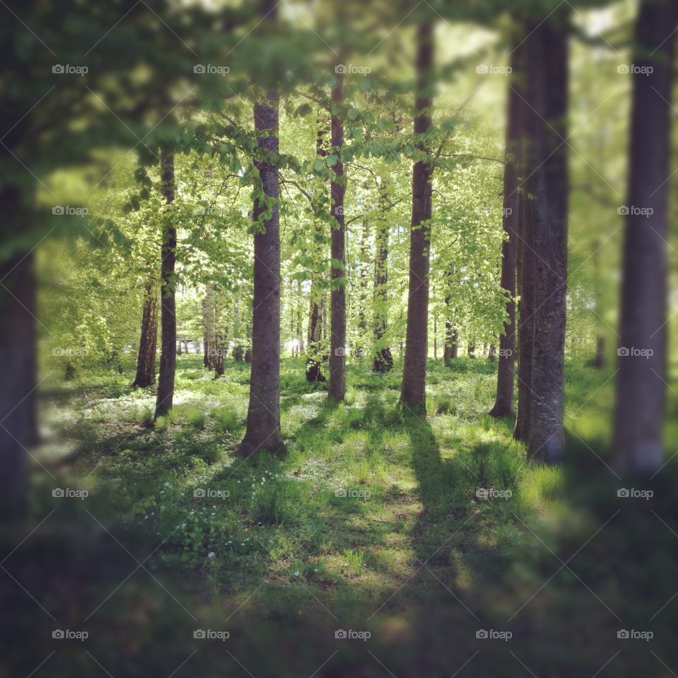 sweden grass summer trees by rauknrolla