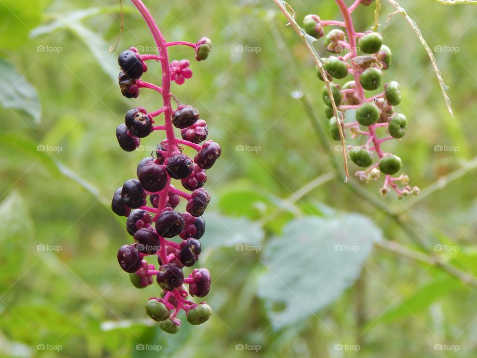 Nature’s Scenery, Purple and Green Berries 